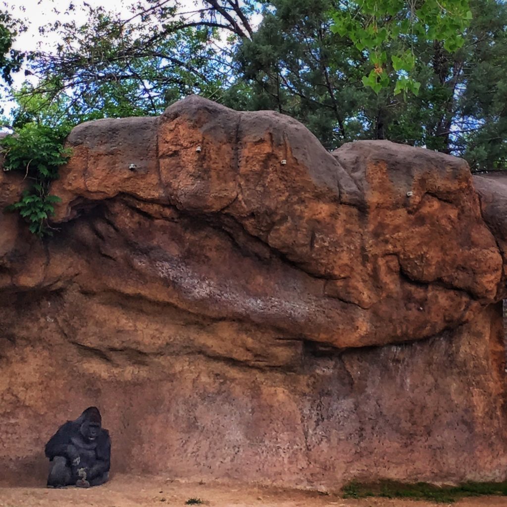 Any day you get to see a gorilla is a good day. 