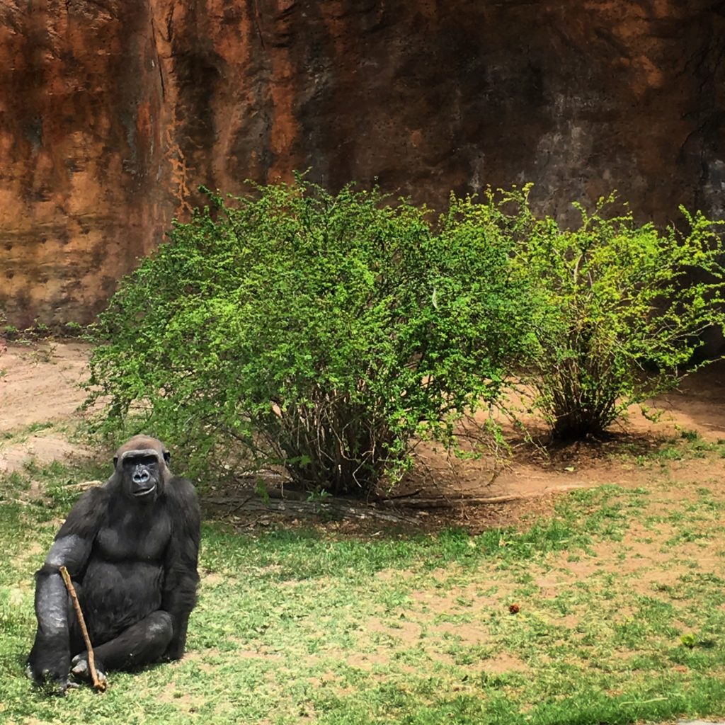 The Gorilla Posing Workshop. 